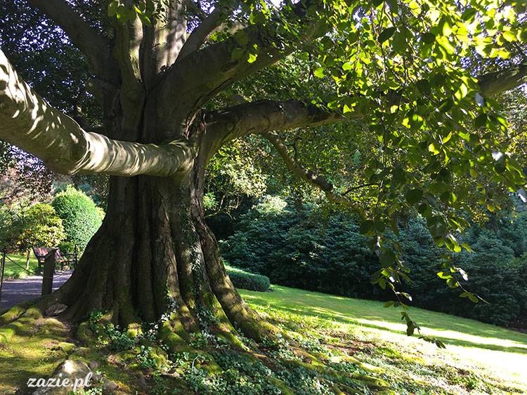 Wojsławice, Arboretum w Wojsławicach, ogród botaniczny Uniwersytetu Wrocławskiego