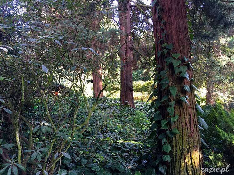 Wojsławice, Arboretum w Wojsławicach, ogród botaniczny Uniwersytetu Wrocławskiego
