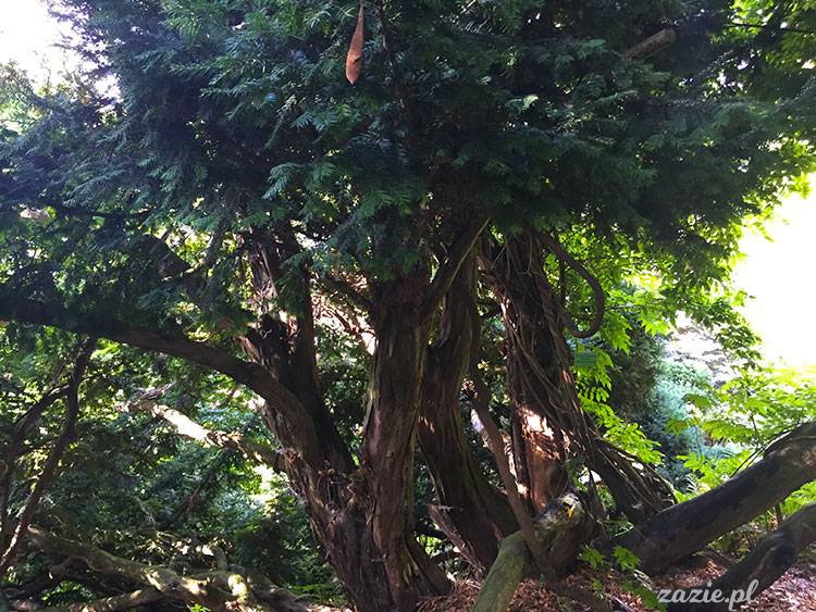 Wojsławice, Arboretum w Wojsławicach, ogród botaniczny Uniwersytetu Wrocławskiego