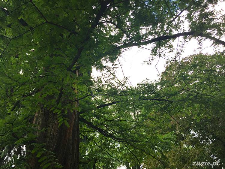 Wojsławice, Arboretum w Wojsławicach, ogród botaniczny Uniwersytetu Wrocławskiego
