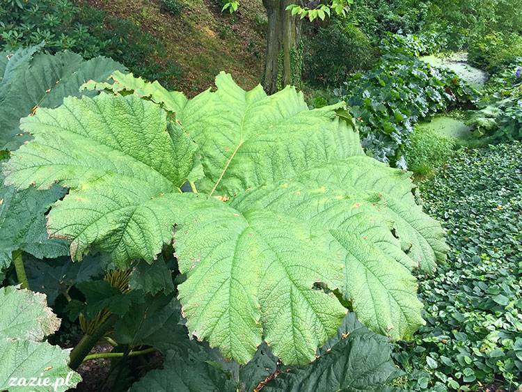 Wojsławice, Arboretum w Wojsławicach, ogród botaniczny Uniwersytetu Wrocławskiego