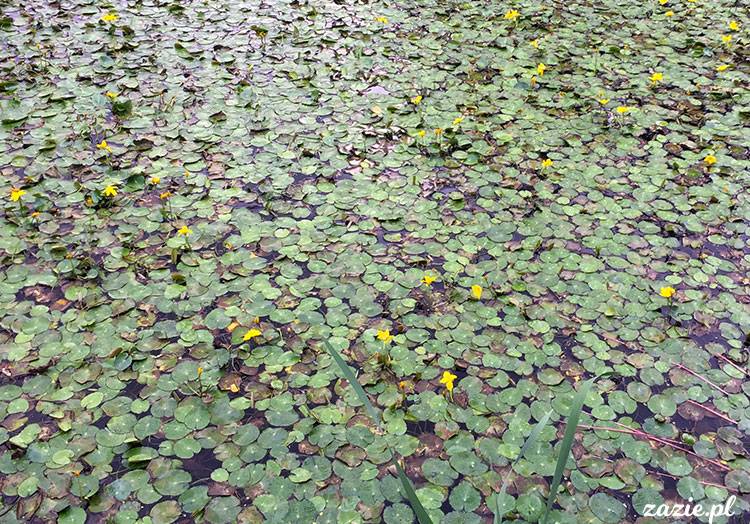 Wojsławice, Arboretum w Wojsławicach, ogród botaniczny Uniwersytetu Wrocławskiego