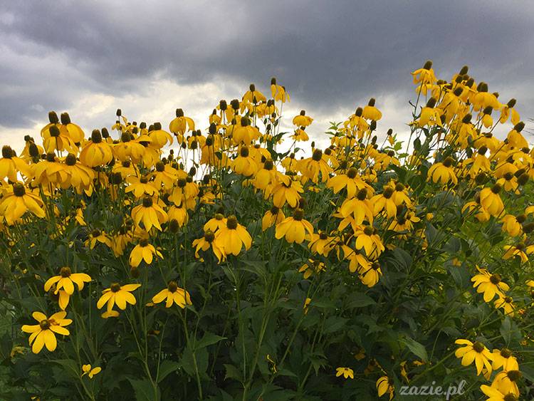 Wojsławice, Arboretum w Wojsławicach, ogród botaniczny Uniwersytetu Wrocławskiego