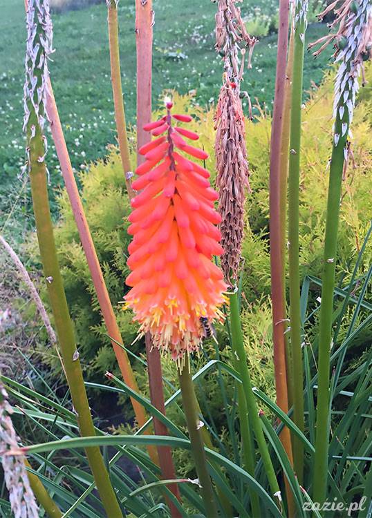 Wojsławice, Arboretum w Wojsławicach, ogród botaniczny Uniwersytetu Wrocławskiego