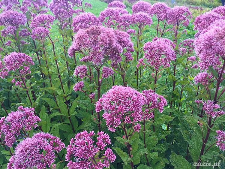 Wojsławice, Arboretum w Wojsławicach, ogród botaniczny Uniwersytetu Wrocławskiego