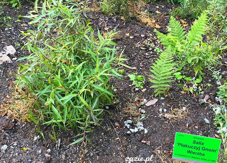 Wojsławice, Arboretum w Wojsławicach, ogród botaniczny Uniwersytetu Wrocławskiego