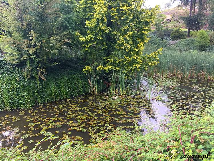 Wojsławice, Arboretum w Wojsławicach, ogród botaniczny Uniwersytetu Wrocławskiego