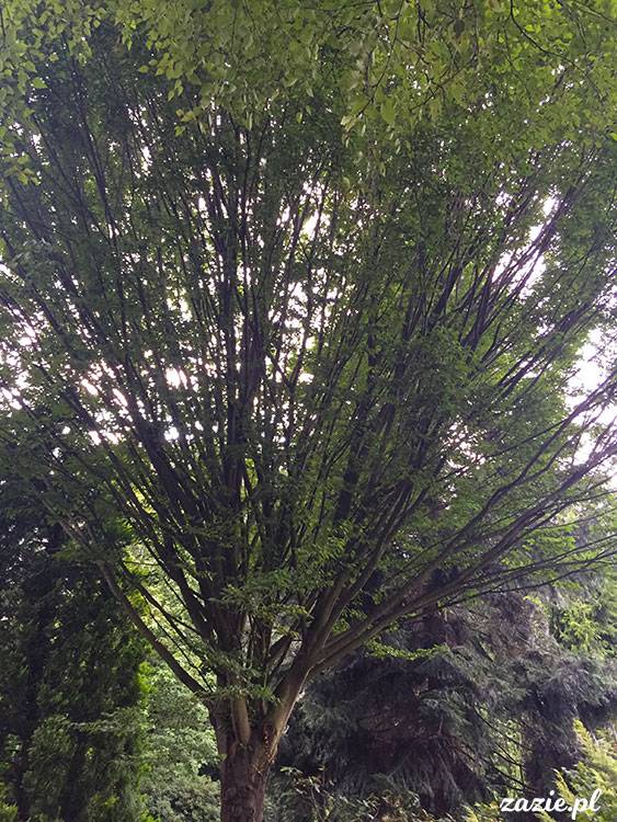 Wojsławice, Arboretum w Wojsławicach, ogród botaniczny Uniwersytetu Wrocławskiego