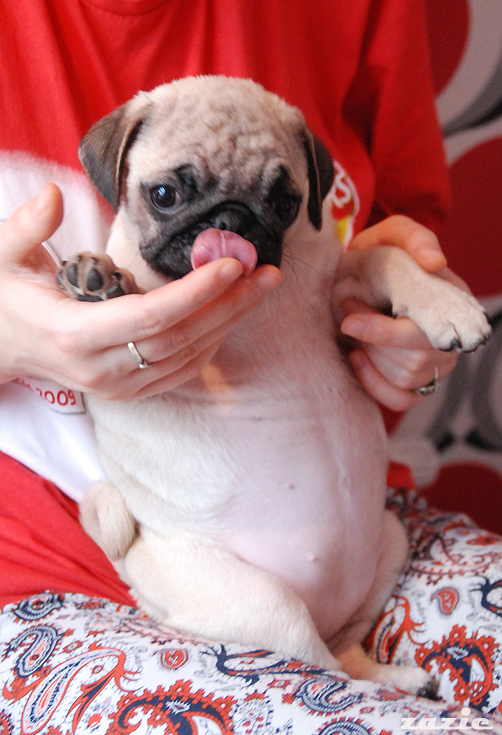 Kumok i Miszur w grudniową niedzielę