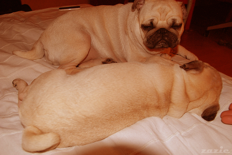 boże narodzenie 2010