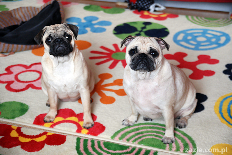 Kumok i Miszur mopsy mopsik mopsiki pug pugs