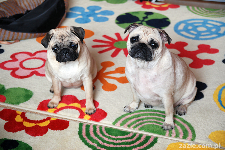 Kumok i Miszur mopsy mopsik mopsiki pug pugs