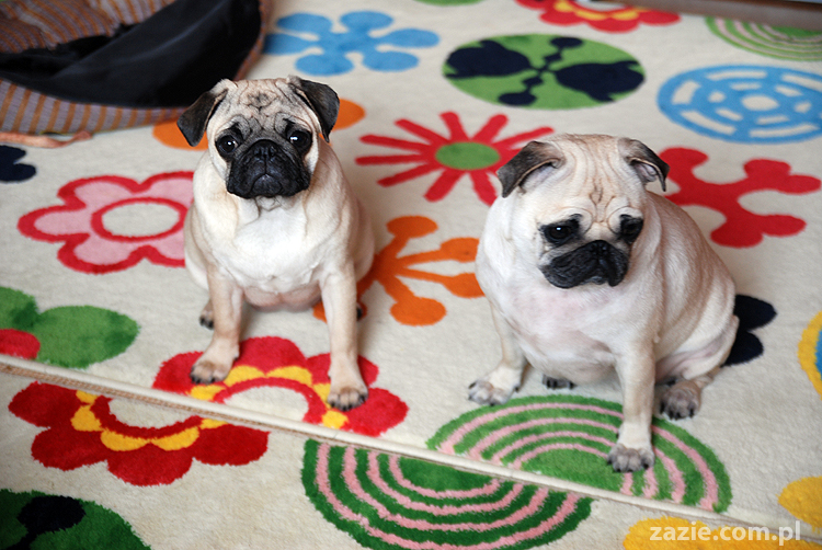 Kumok i Miszur mopsy mopsik mopsiki pug pugs