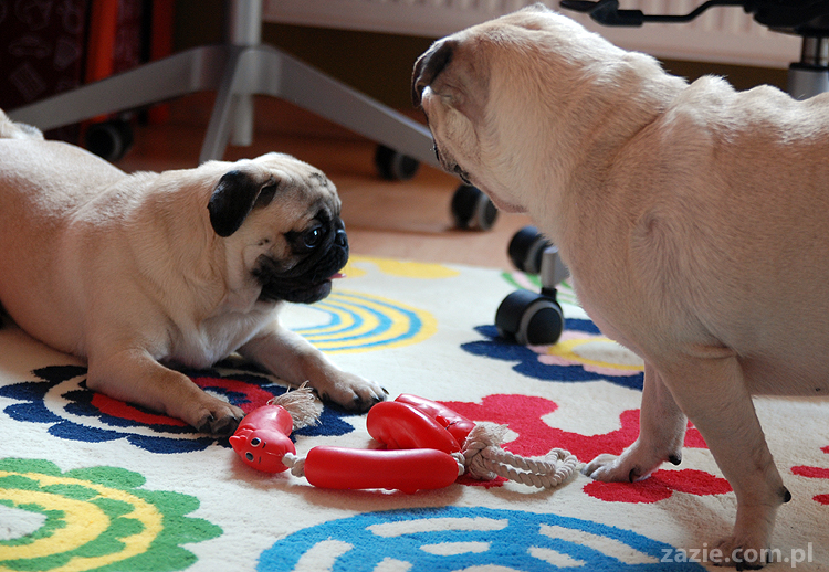 Kumok i Miszur mopsy mopsik mopsiki pug pugs