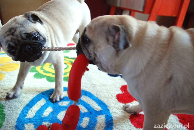 Kumok i Miszur mopsy mopsik mopsiki pug pugs