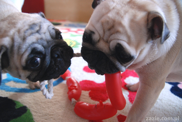 Kumok i Miszur mopsy mopsik mopsiki pug pugs