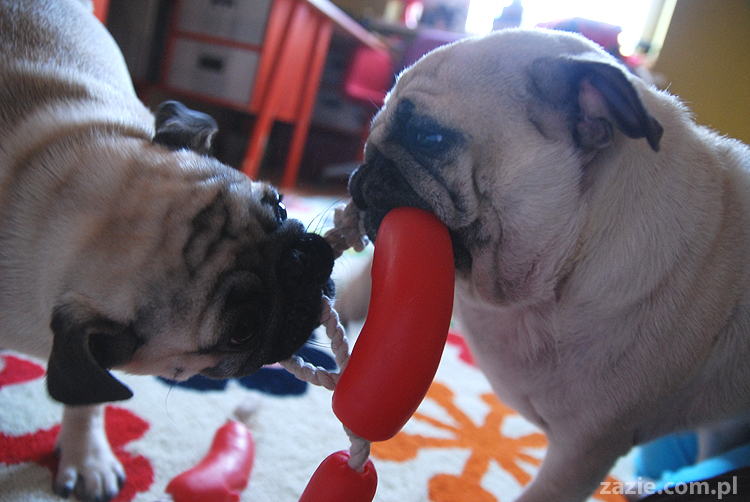 Kumok i Miszur mopsy mopsik mopsiki pug pugs