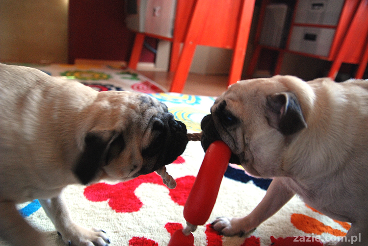 Kumok i Miszur mopsy mopsik mopsiki pug pugs