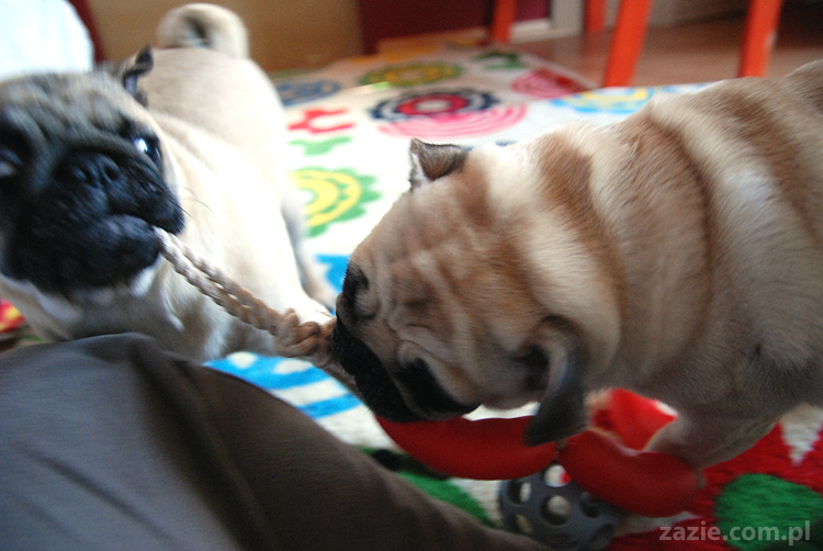 Kumok i Miszur mopsy mopsik mopsiki pug pugs