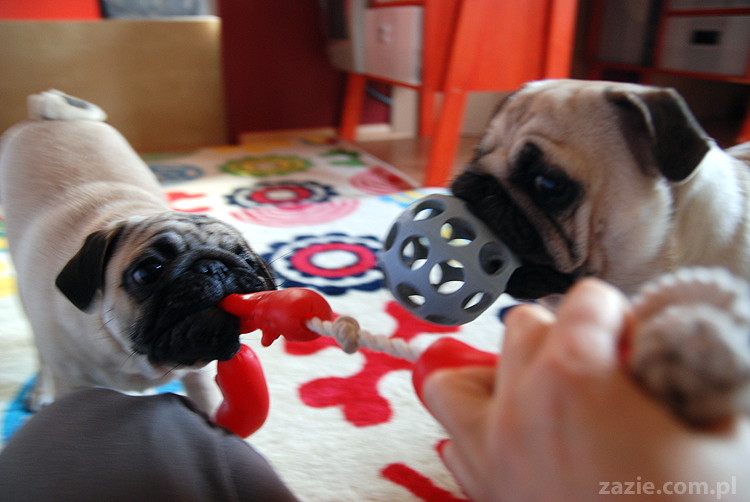 Kumok i Miszur mopsy mopsik mopsiki pug pugs