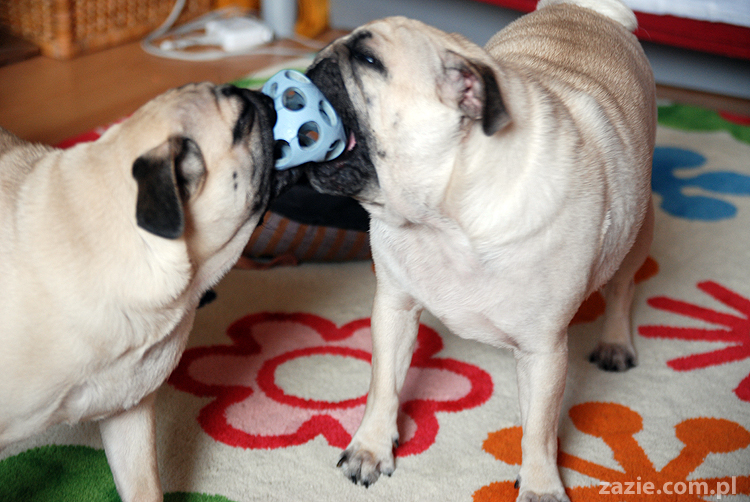 Kumok i Miszur mopsy mopsik mopsiki pug pugs