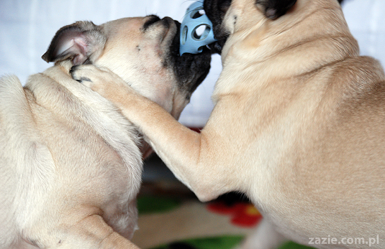 Kumok i Miszur mopsy mopsik mopsiki pug pugs