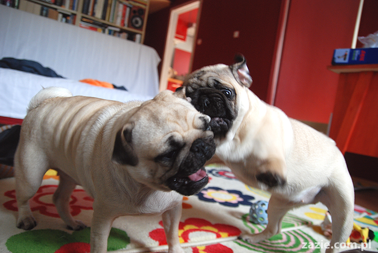 Kumok i Miszur mopsy mopsik mopsiki pug pugs