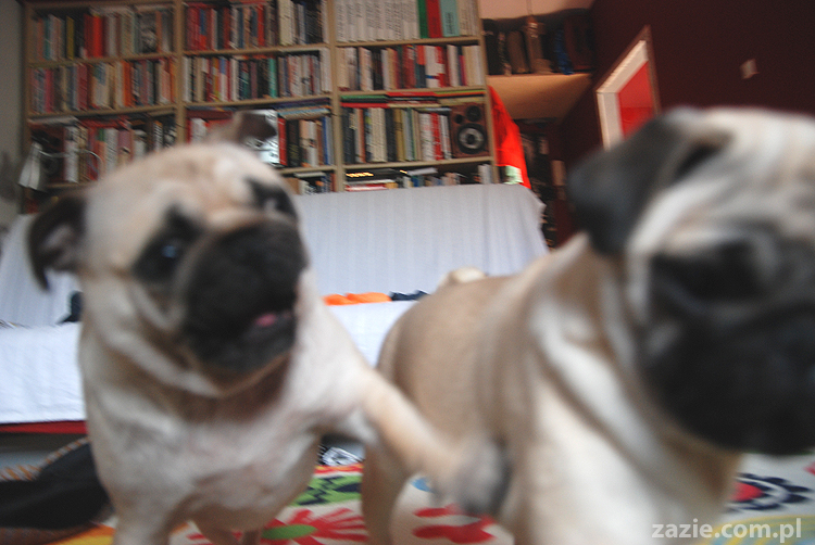 Kumok i Miszur mopsy mopsik mopsiki pug pugs