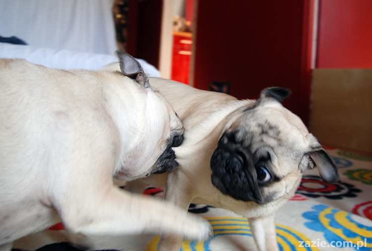 Kumok i Miszur mopsy mopsik mopsiki pug pugs