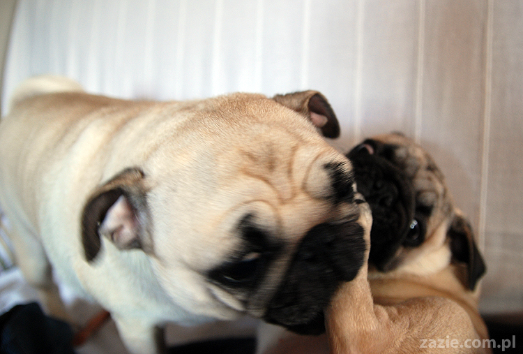 Kumok i Miszur mopsy mopsik mopsiki pug pugs