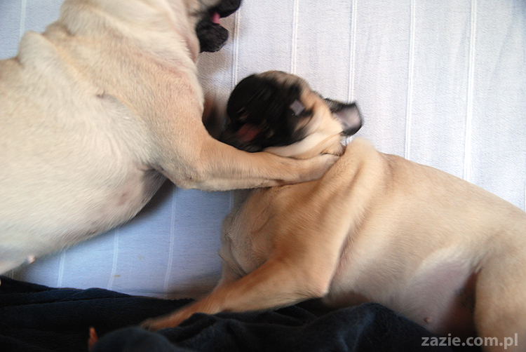 Kumok i Miszur mopsy mopsik mopsiki pug pugs