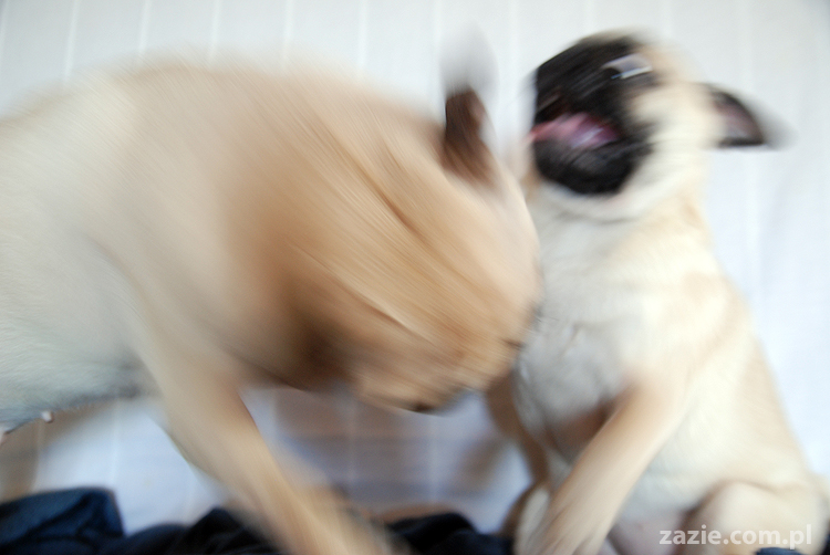 Kumok i Miszur mopsy mopsik mopsiki pug pugs