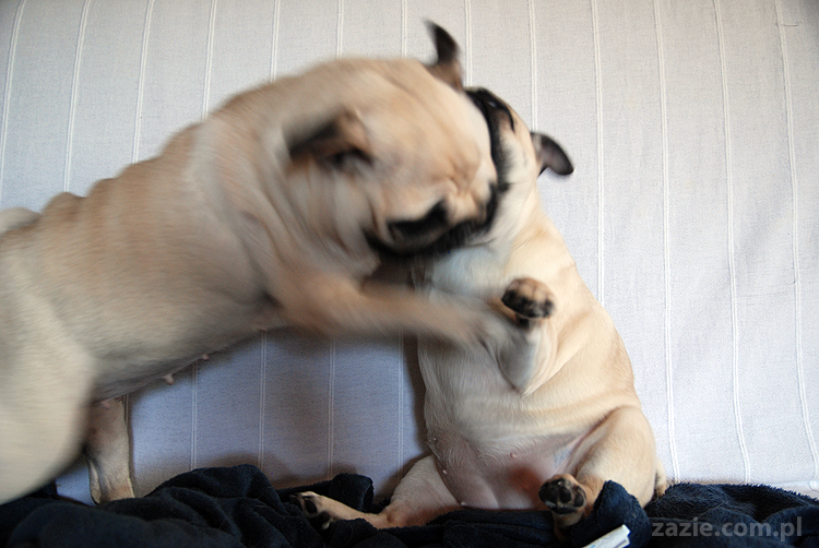 Kumok i Miszur mopsy mopsik mopsiki pug pugs