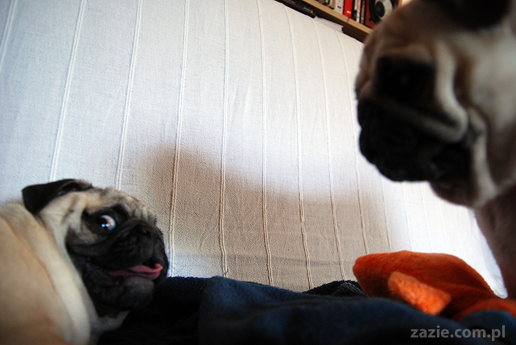 Kumok i Miszur mopsy mopsik mopsiki pug pugs