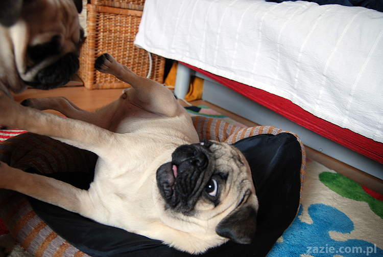 Kumok i Miszur mopsy mopsik mopsiki pug pugs