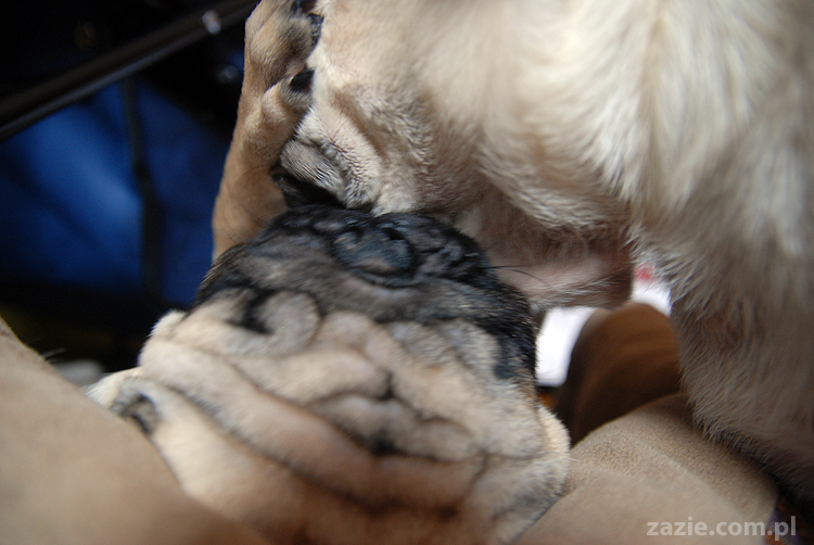 Kumok i Miszur mopsy mopsik mopsiki pug pugs