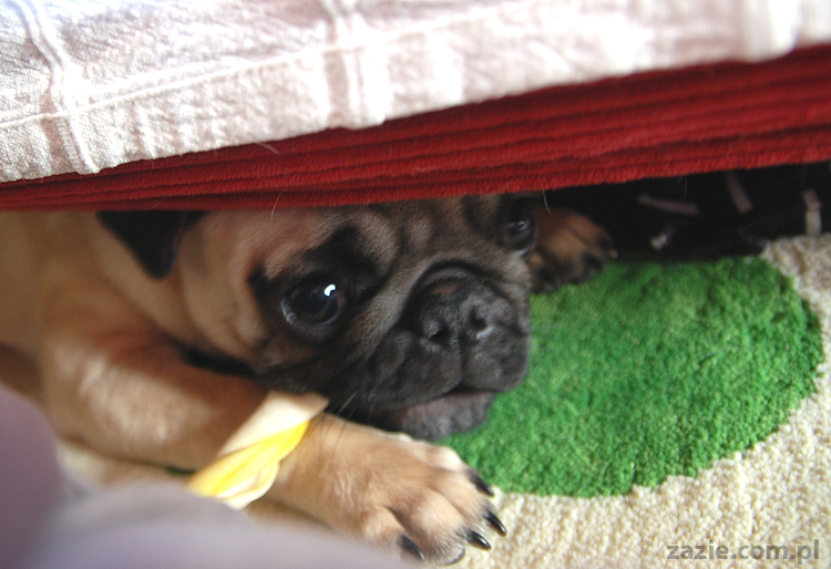 Kumok i Miszur mopsy mopsik mopsiki pug pugs