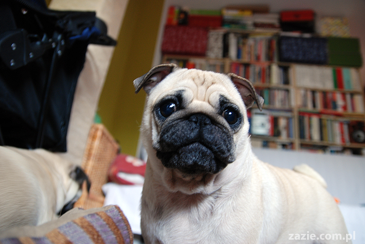 Kumok i Miszur mopsy mopsik mopsiki pug pugs