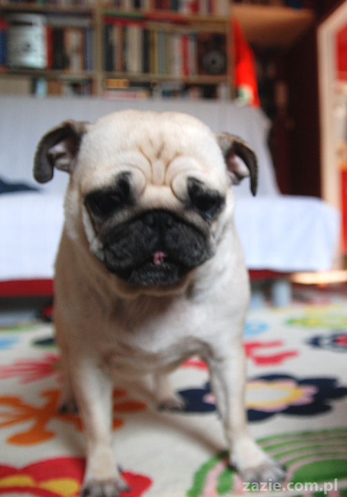 Kumok i Miszur mopsy mopsik mopsiki pug pugs