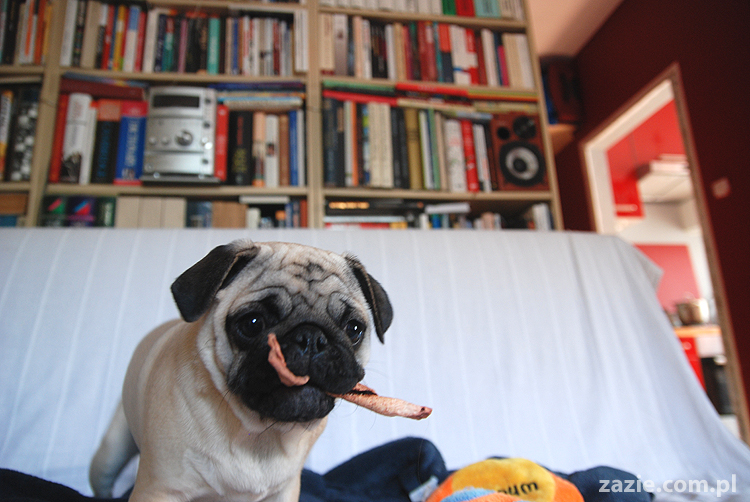 Kumok i Miszur mopsy mopsik mopsiki pug pugs