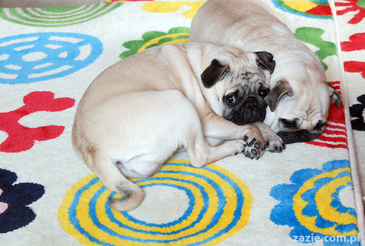 Kumok i Miszur mopsy mopsik mopsiki pug pugs