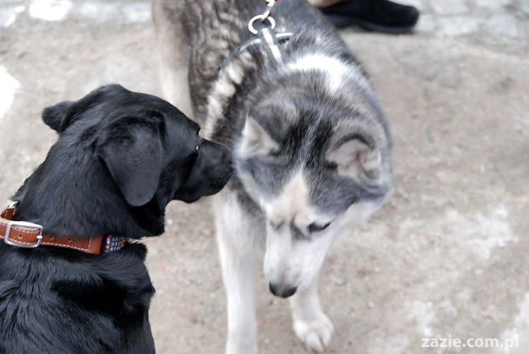 XII WIELKA MANIFA Warszawska 2011 Porozumienie Kobiet 8 marca