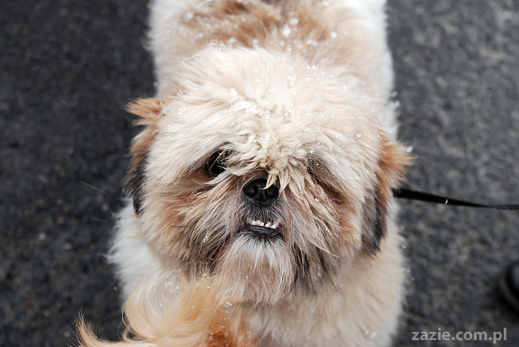 XII WIELKA MANIFA Warszawska 2011 Porozumienie Kobiet 8 marca