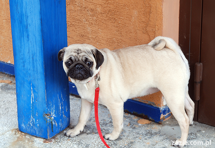 Miszur i Kumok mopsy mopsiki pug na spacerze