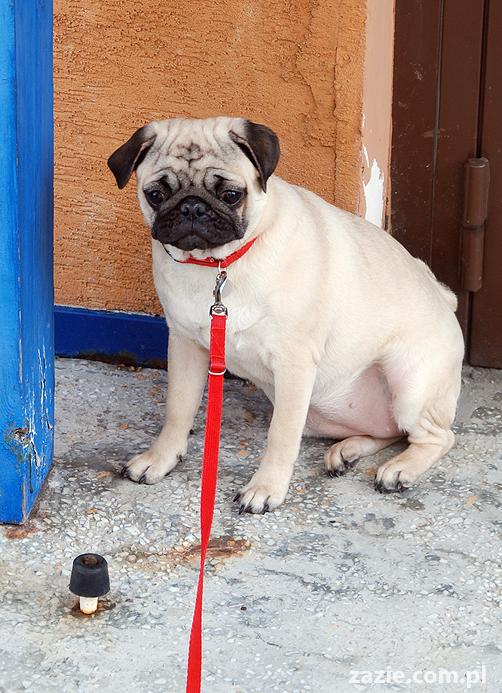 Miszur i Kumok mopsy mopsiki pug na spacerze