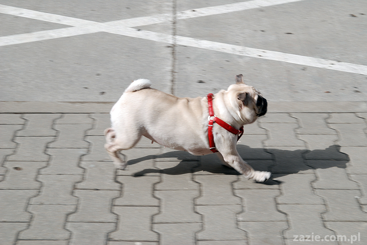 Miszur i Kumok mopsy mopsiki pug na spacerze