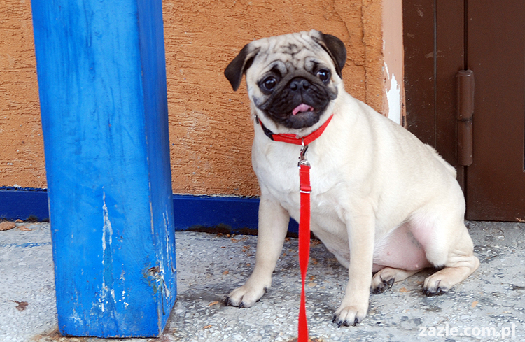 Miszur i Kumok mopsy mopsiki pug na spacerze