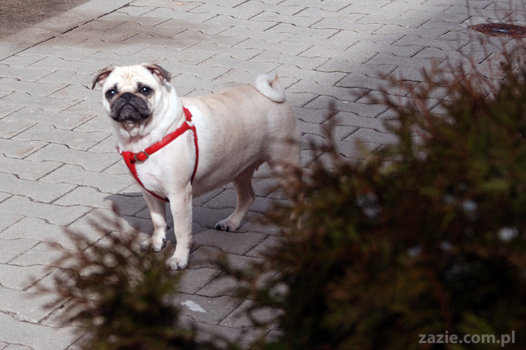 Miszur i Kumok mopsy mopsiki pug na spacerze