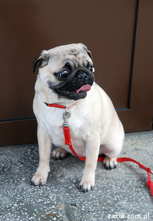 Miszur i Kumok mopsy mopsiki pug na spacerze