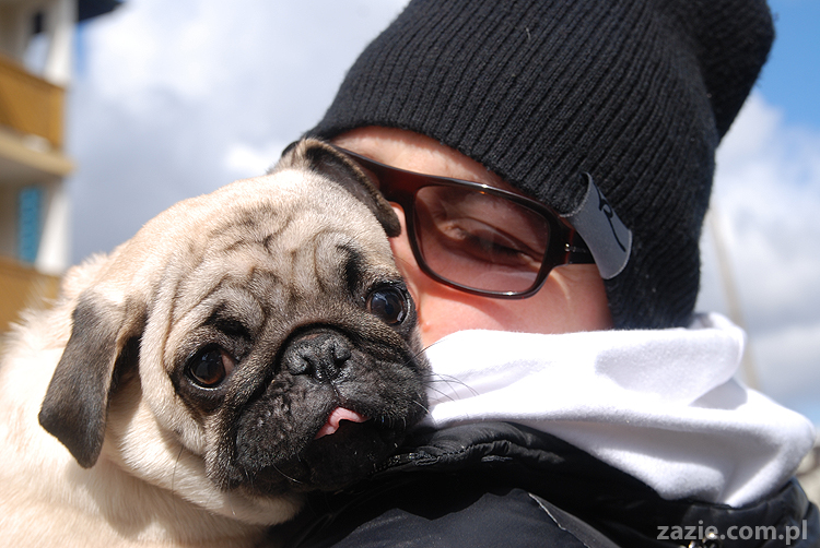 Miszur i Kumok mopsy mopsiki pug na spacerze